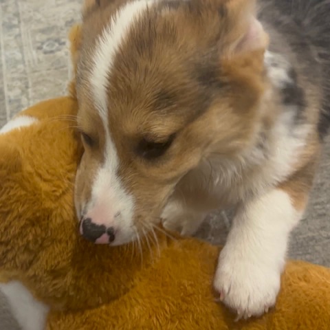 A corgi puppy resting its head on a corgi plush